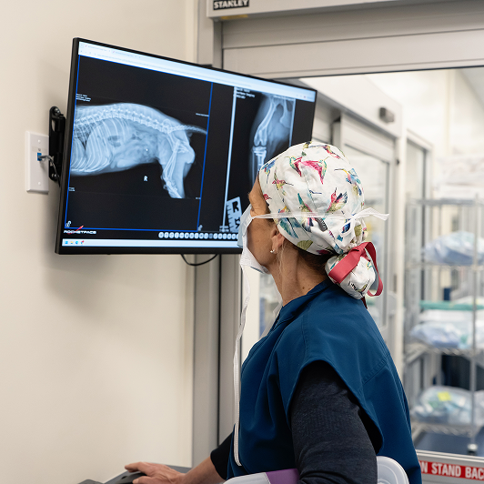 Veterinary professional examining the x-ray of a dog torso on a monitor.