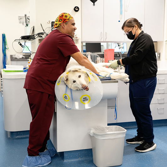 Veterinary professionals caring for animals in a clinical setting with medical equipment around them.