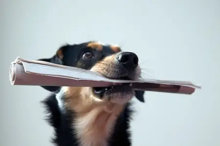 Dog Seizures: When to Call the Emergency Vet
