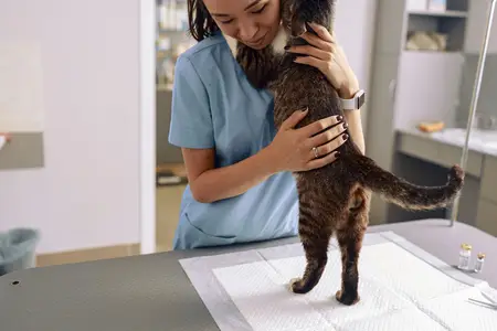 Signs of Saddle Thrombus: A Time-Sensitive Pet Emergency
