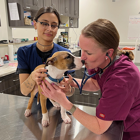 Two veterinary staff examining a small dog with brown spots on a metal table in a vet clinic.