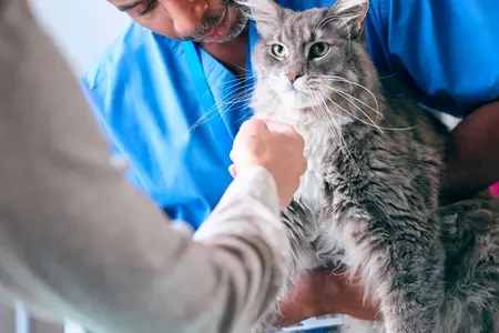 Cat Throwing Up: Is It a Veterinary Emergency?