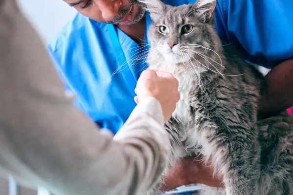When is Cat Vomiting an Emergency: Vital Signs to Watch
