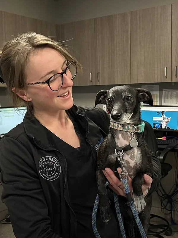 A veterinary professional holds a black dog with shy ears in an office setting.
