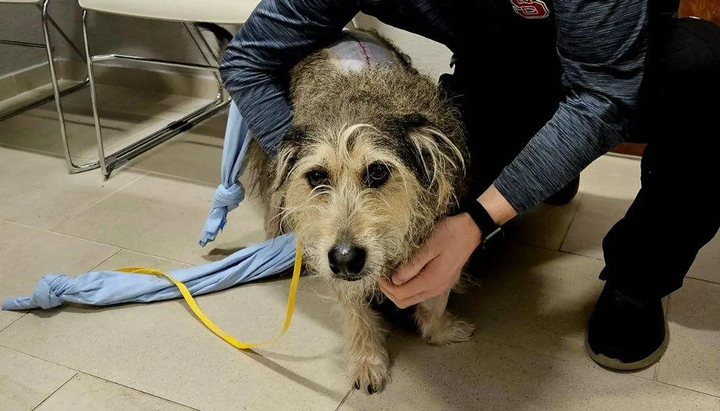 Small dog with wiry hair and stitches on its back is supported by a vet in a clinical setting.
