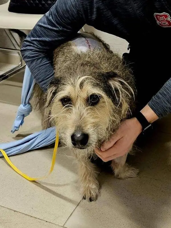 Small dog with wiry hair and stitches on its back is supported by a vet in a clinical setting.
