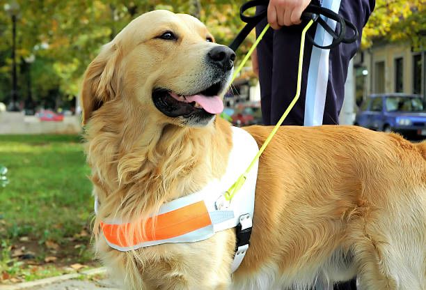 Living Our Core Value of Community: Supporting Guide Dogs
