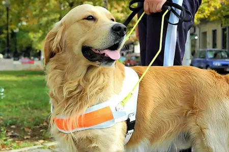 Living Our Core Value of Community: Supporting Guide Dogs