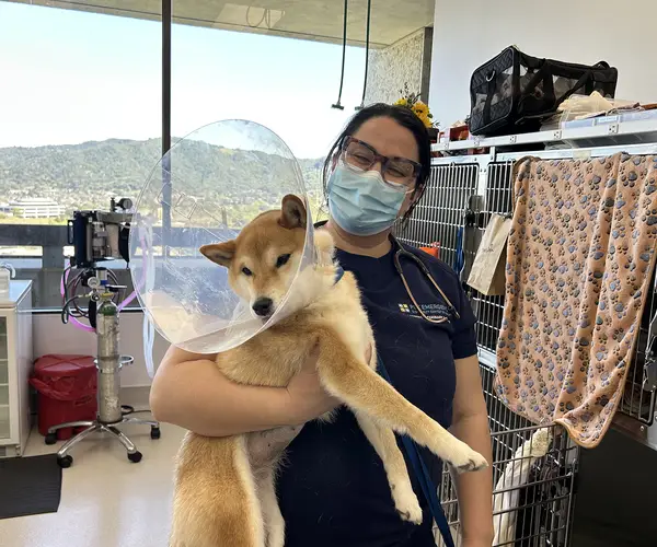 Veterinary professional holds a shiba inu with a cone on its neck in a veterinary office setting.
