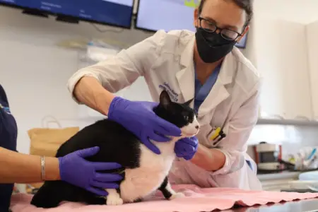 The "Dr. Google" Pet Emergency Report: How Owners Search Before They Seek Care