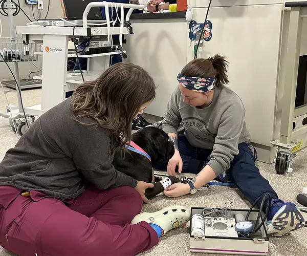 Two veterinarians performing a medical procedure on a black dog in a clinical setting.