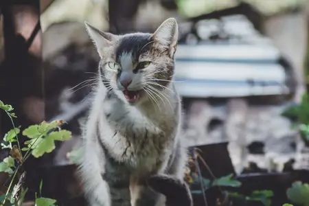 Heatstroke in Cats: First Aid and Emergency Steps