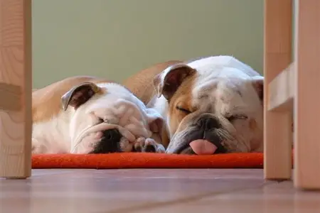 Unusual Reasons Your Dog May Be Shivering