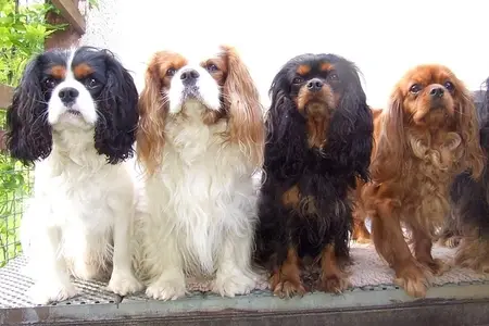 Canine Heart Disease