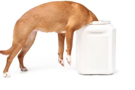 My Dog Ate Almonds: Is This An Emergency?