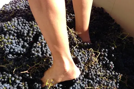 Can Cats Eat Grapes? Understanding the Urgent Risk