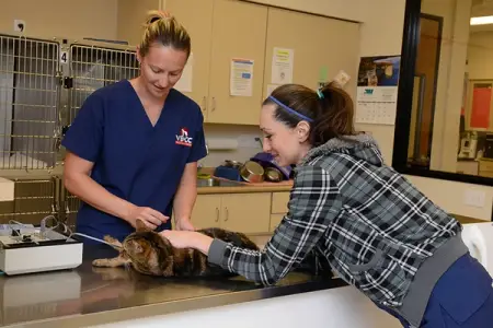 Finding a Family Veterinarian
