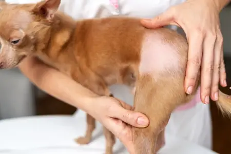 Caring for Dogs and Cats with Thyroid Disease