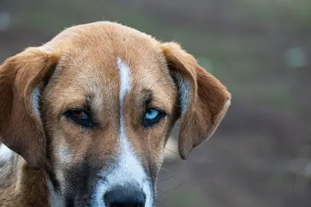 Why Are My Dog's Eyes Red: Understanding the Urgency
