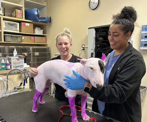 Veterinary professionals caring for a dog in a clinical setting with medical equipment around them.