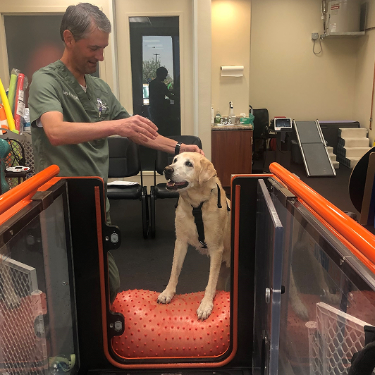 A dog performing rehabilitation exercises walking on an orange squishy platform with a person in green scrubs nearby in a veterinary clinic.