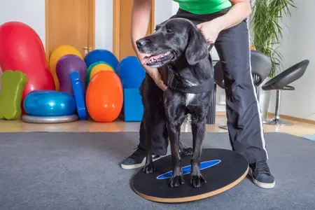 What Loss Of Balance Means In Dogs