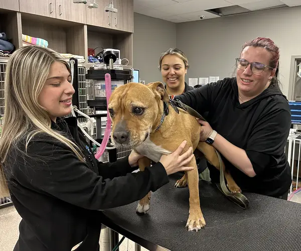 Three veterinarian staff members assist a brown dog on a veterinary exam table in a clinic.