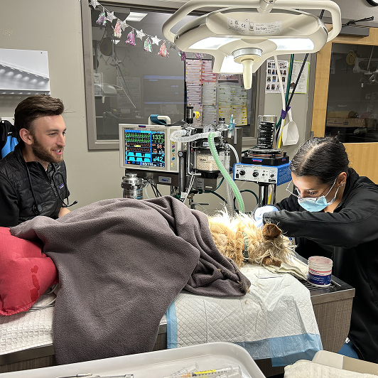 A dog on a veterinary table undergoing a procedure, attended by two vets with medical equipment nearby.