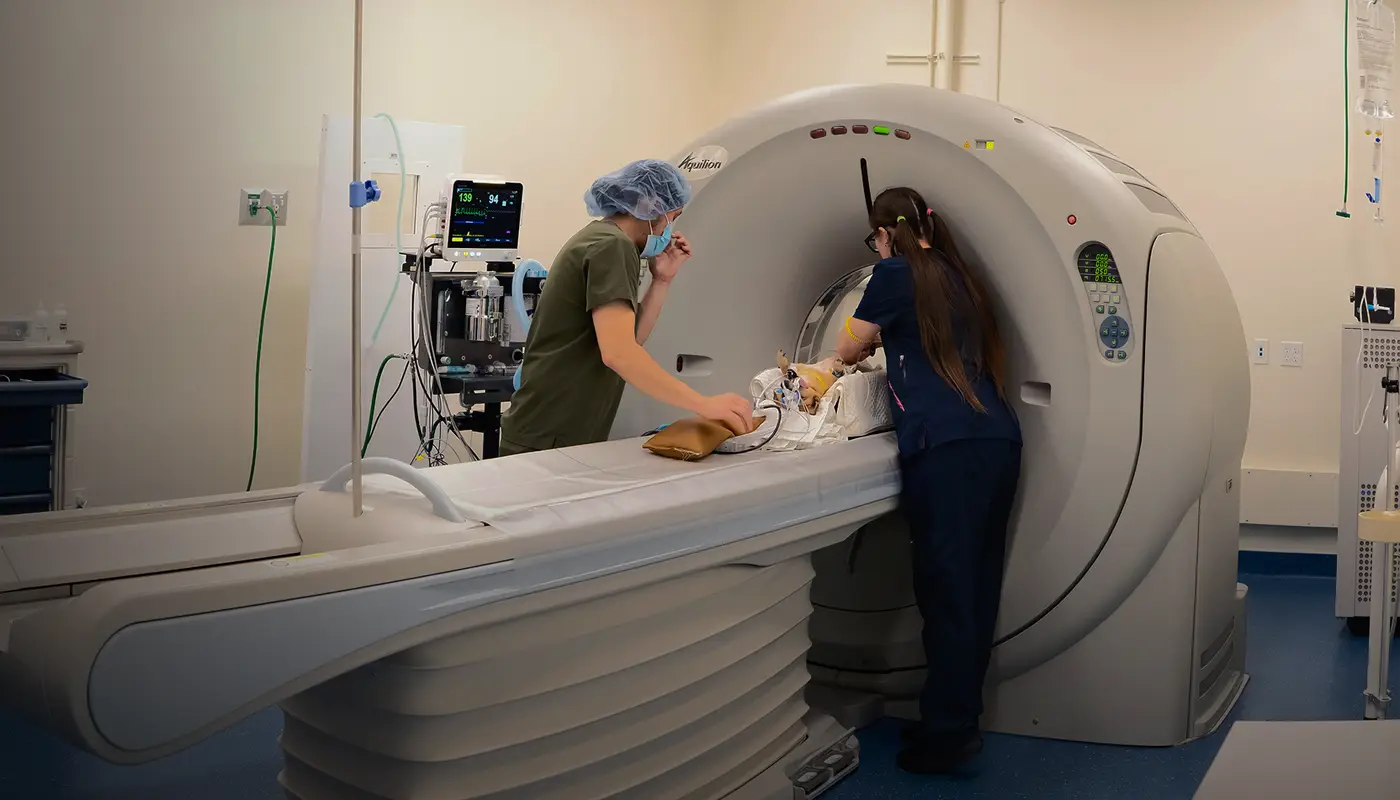 Two people caring for a small brown dog as it goes through the MRI machine.