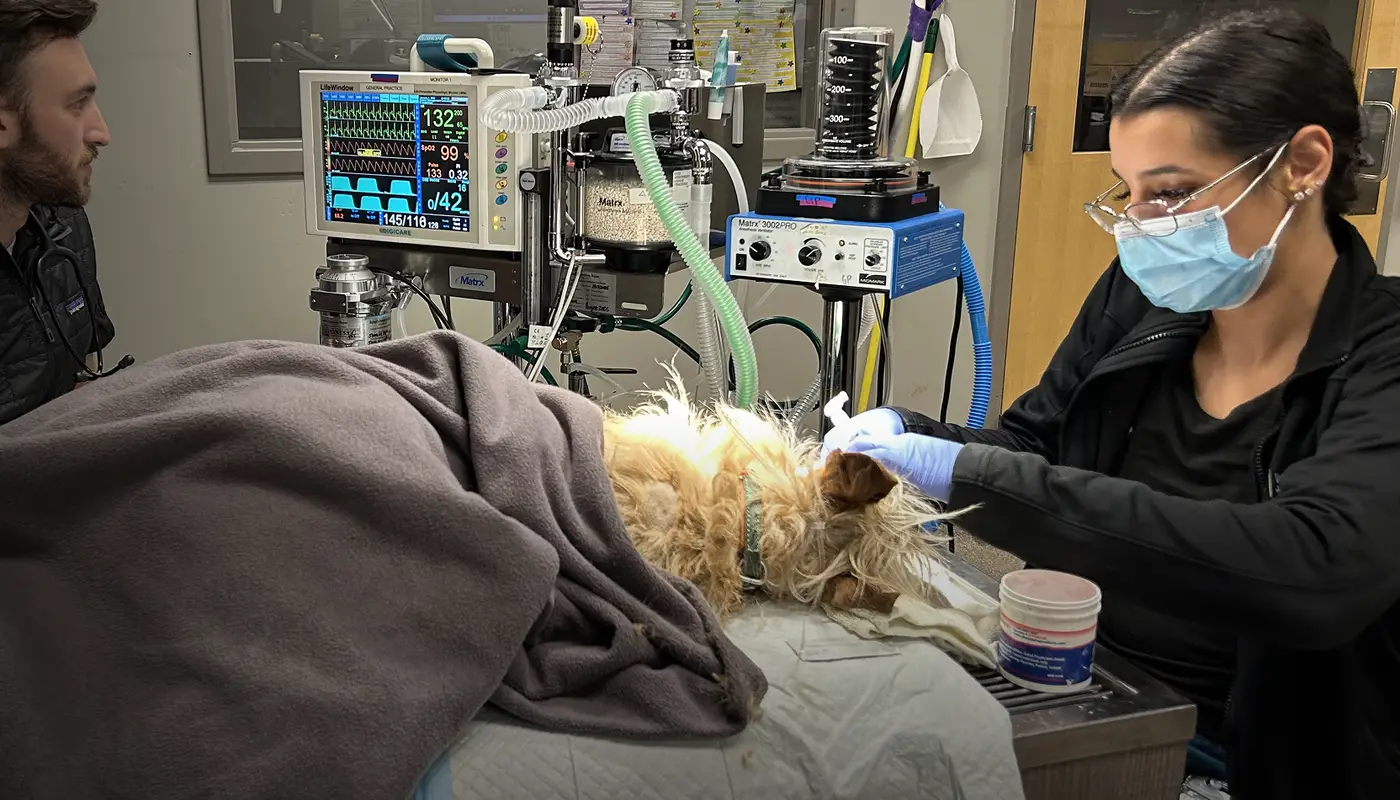 A veterinarian performs a procedure on a dog in an operating room with medical equipment.