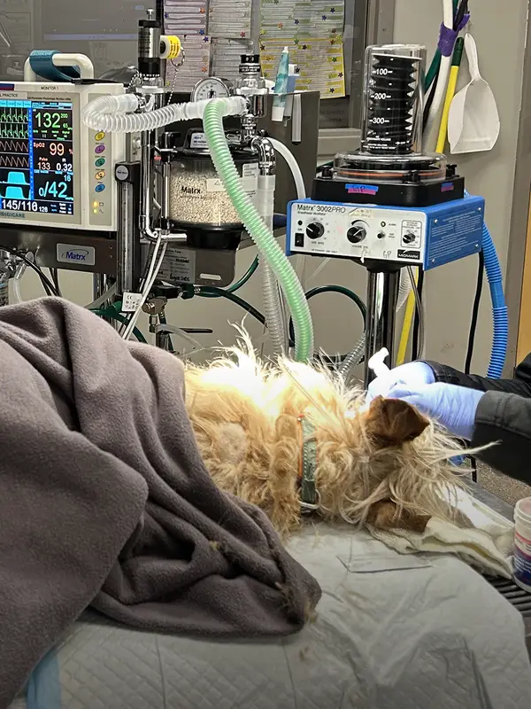 A veterinarian performs a procedure on a dog in an operating room with medical equipment.