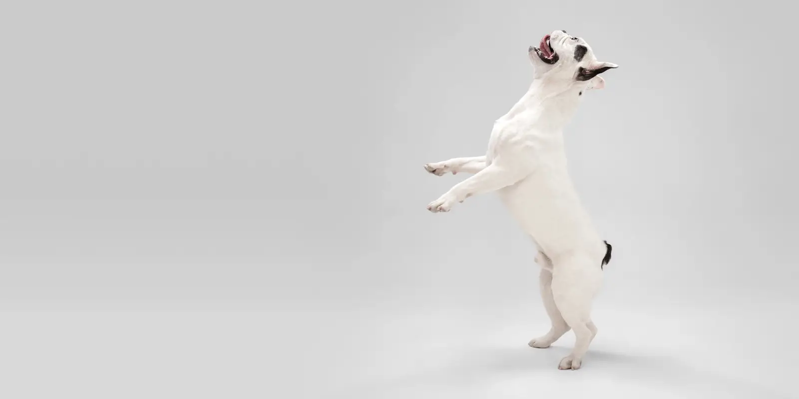 A playful white puppy standing on its hind legs on a light gray background.