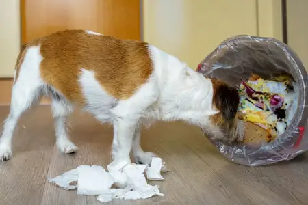 My Dog Ate Marshmallows: Is It a Pet Emergency?
