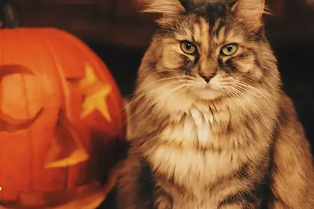 Tips To Help Your Pet Stay Calm During Halloween