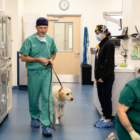A veterinary professional leads a yellow Labrador in a clinic hallway, while another professional stands by a counter.