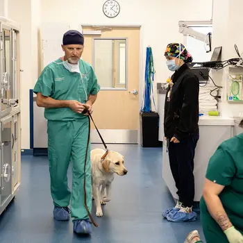 A veterinary professional leads a yellow Labrador in a clinic hallway, while another professional stands by a counter.