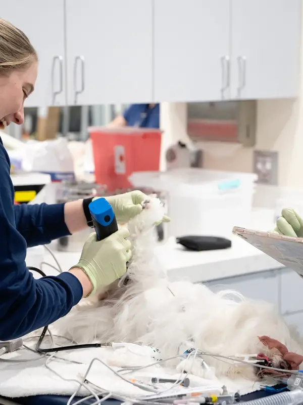 Orthopedic surgery on a dog