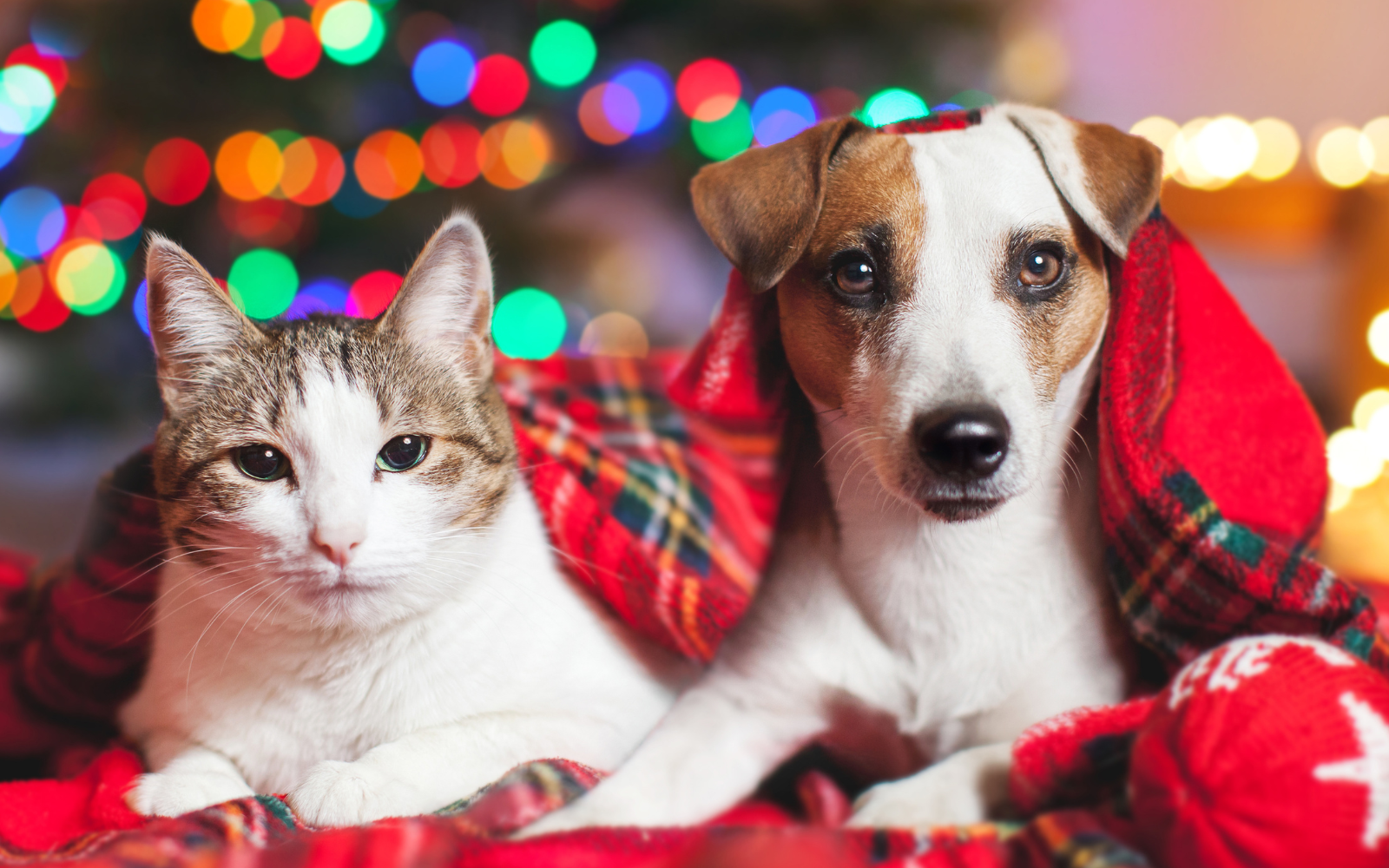Holiday Festivities Can Spell Danger for Pets – But Not if You Plan Ahead