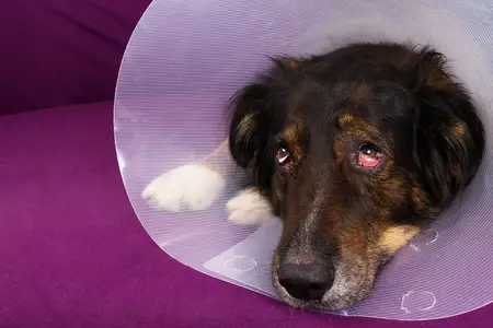A Dog's Eye Popped Out: Your Emergency Action Plan