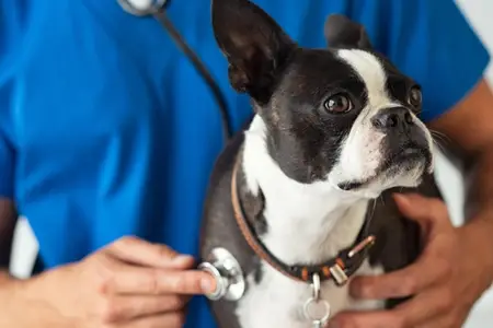 Heartfelt Care: A Guide to Pet Cardiovascular Health