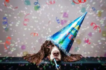 Tips For A Safe New Year’s and Holiday For Your Pets