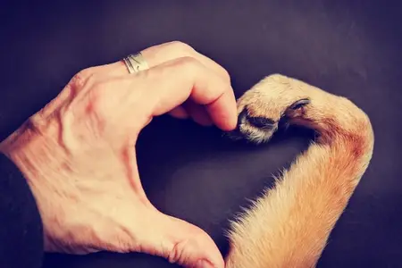 Former Bait Dog With Deformed Paw Gets Prosthesis