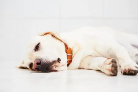 K9 police officer recovering from wounds to head and face