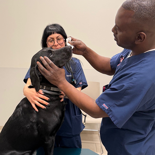 Two veterinarians gently clean the eyes of a sitting black Labrador retriever in a clinical setting.
