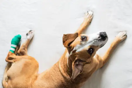 Dog CCL Tear: Recognizing an Orthopedic Emergency
