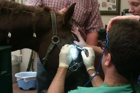 Equine Eye Surgery with Dr. Weinstein