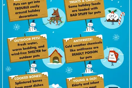 6 Winter Pet Safety Tips