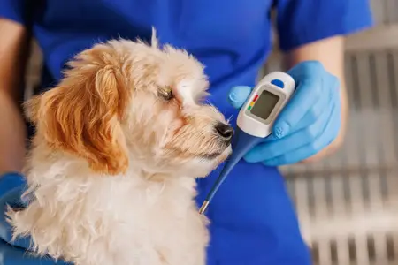 Liver Failure in Dogs: Signs and Immediate Actions