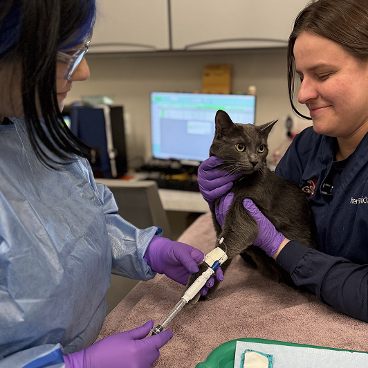 Two veterinary professionals administer an IV for a gray cat on an exam table in a clinical setting.