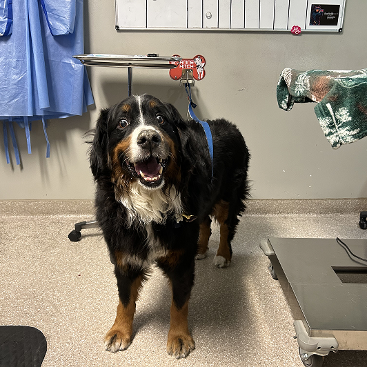 Smiling black, white, and brown dog wearing a blue harness, standing on a veterinary clinic floor.